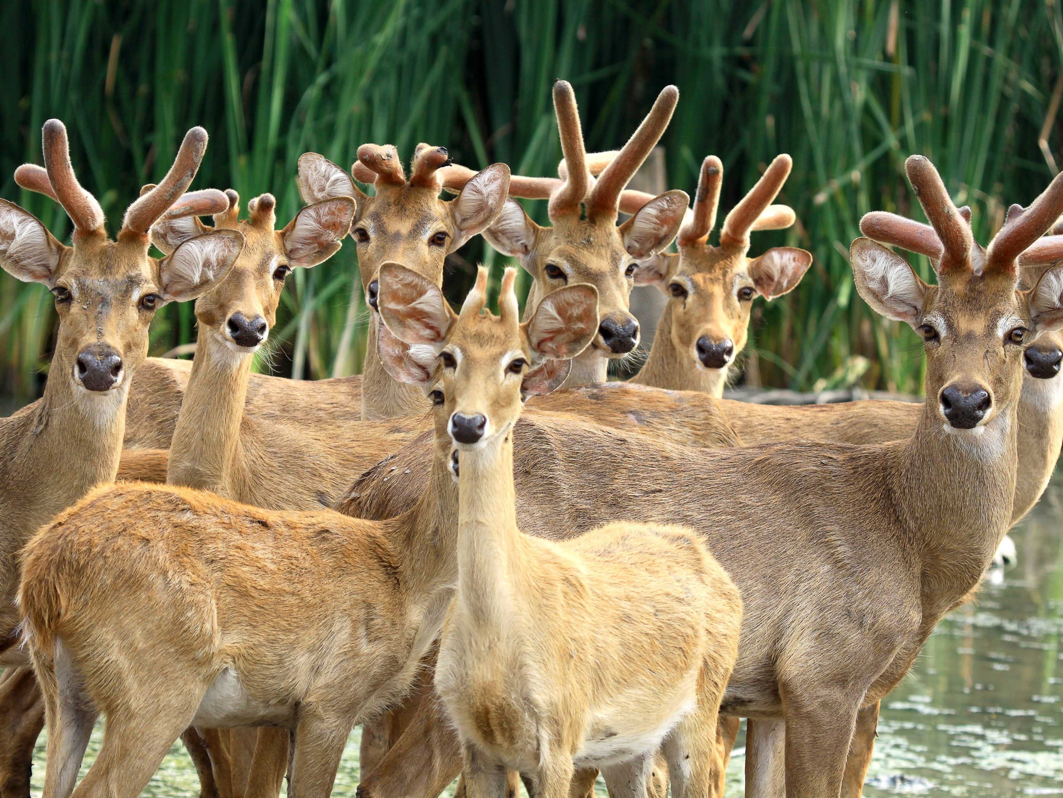 too-much-deer-pee-is-changing-northern-forests-www-bullfax