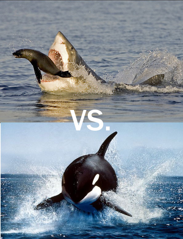orca predators