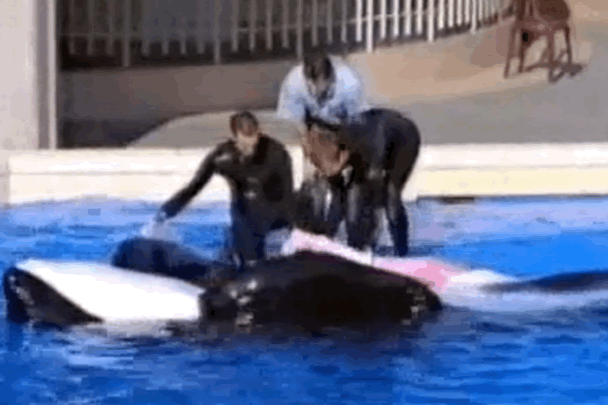 This Disgusting Scene Shows Why SeaWorld Allegedly Kept A ... accident scene diagram 
